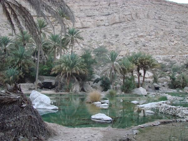 Wadi Bani Khalid, palm trees and white rocks around emerald green pools