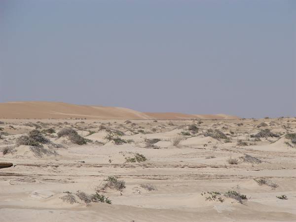 Desert sand with scattered shrubs and a tall dune under clear sky