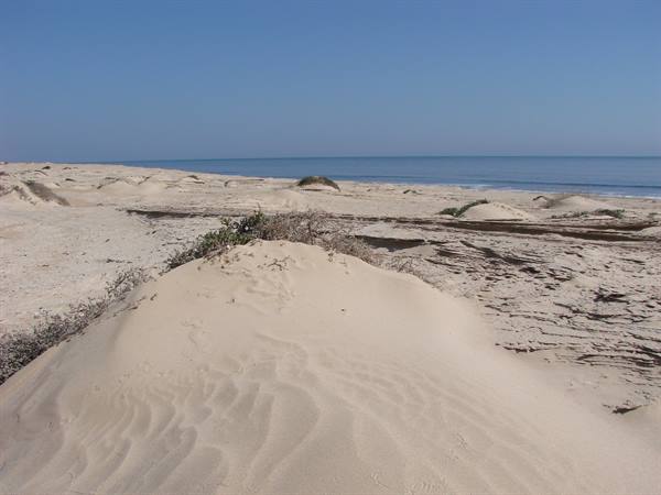 Pale sand dune with sparse vegetation facing the calm sea, blue sky