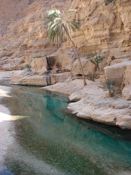 Palms and turquoise water between limestone rocks in the wadi