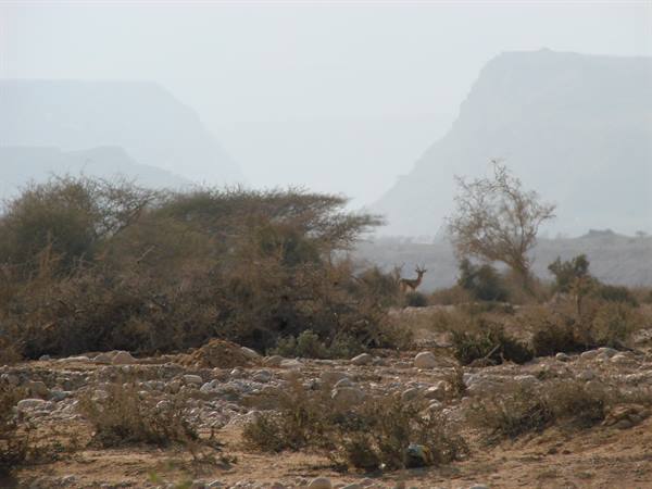 Gazelle among dry shrubs and rocks, hazy mountains in the background