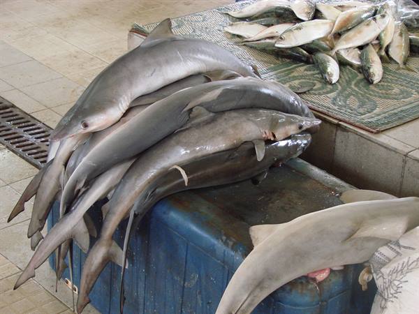 Fresh sharks and fish stacked on blue crates at the fish market