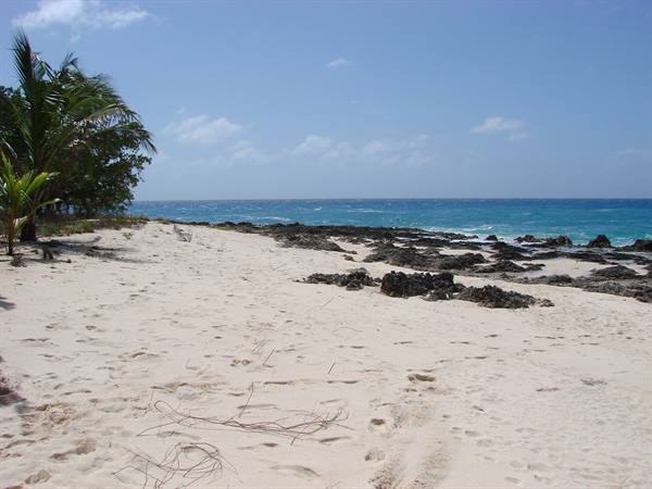 White sand with footprints, black rocks, palm trees and turquoise sea under blue sky