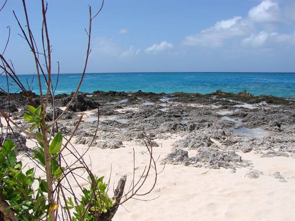 Pale sand and black rocks before turquoise sea, green branches in foreground