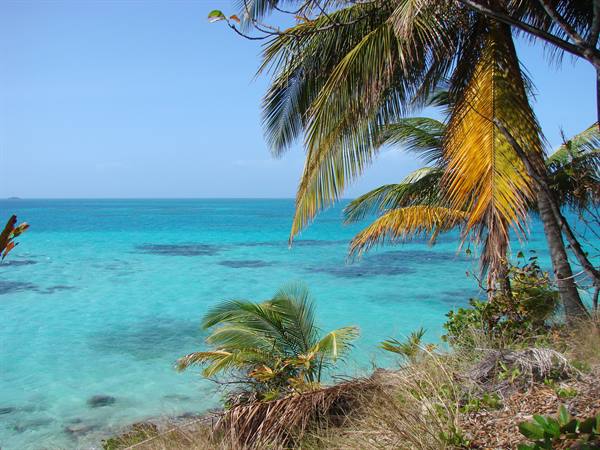 Leaning palms on the rocky shore above turquoise waters, clear sky