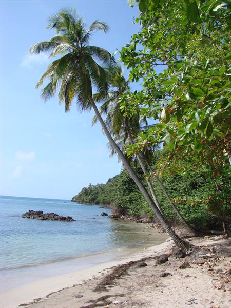 Leaning palms over sandy beach, turquoise water and rocks under bright sun