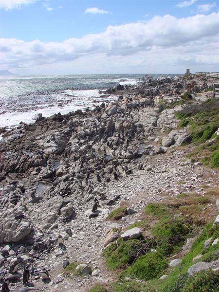 colony of African penguins near Stony Point