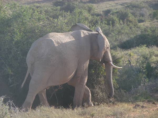 elephants at Addo
