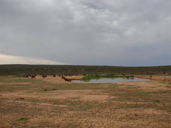 Cattle grazing around a small waterhole under cloudy skies