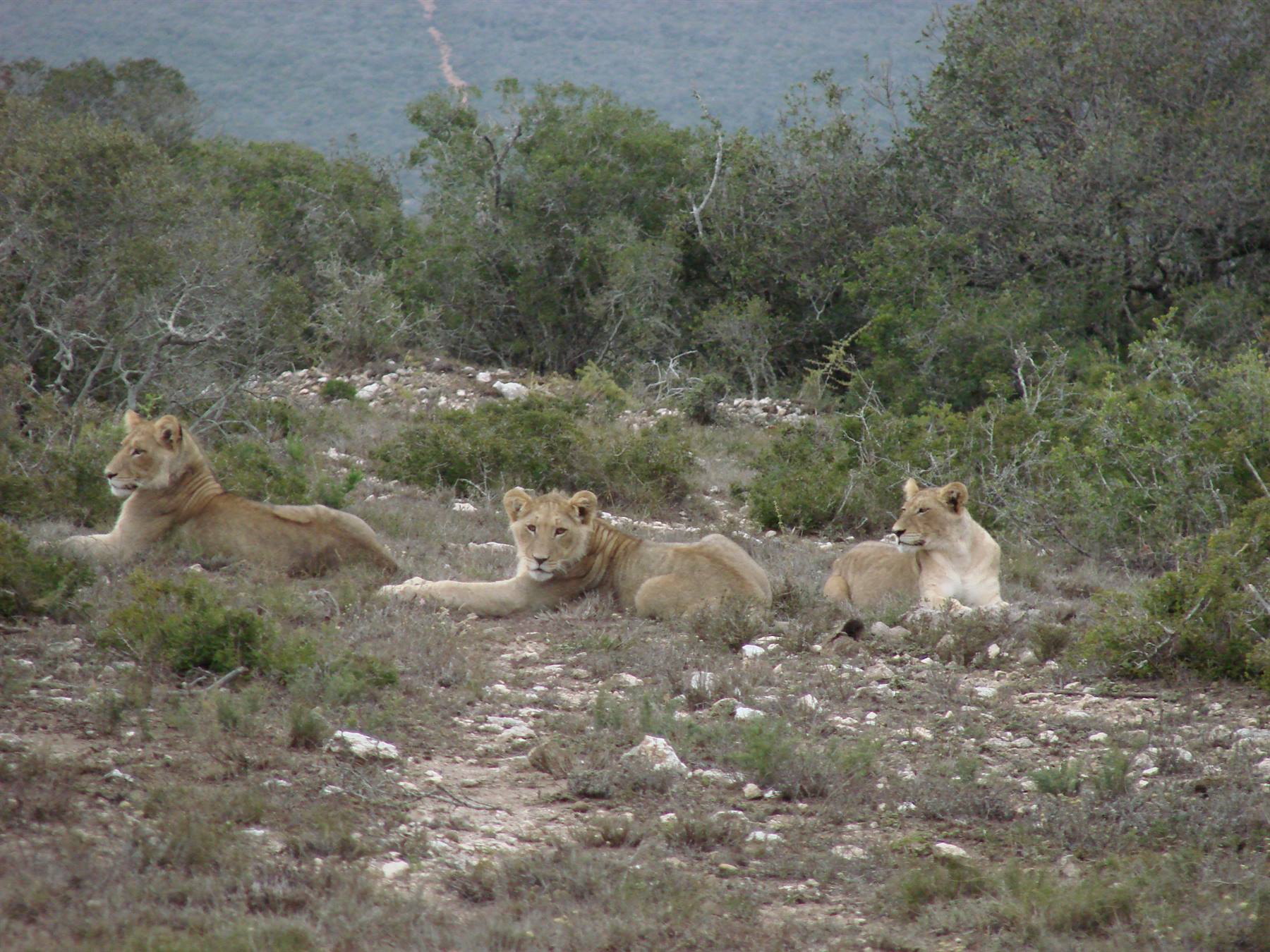 Three lionesses lying among bushes and rocks in dry scrubland