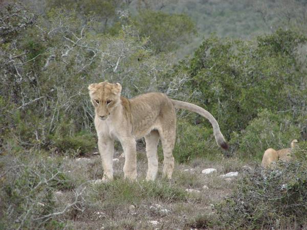 Young lioness among green bushes, gazing at the camera, natural light