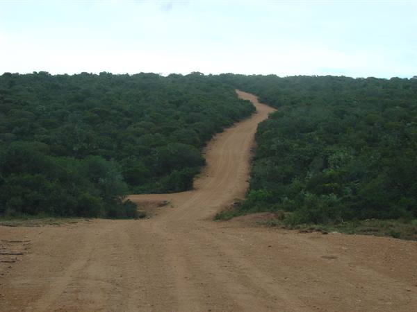 Dirt road winding up hills covered with dense green vegetation, overcast sky