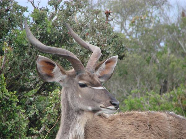 Kudu antelope with long spiral horns among green bushes