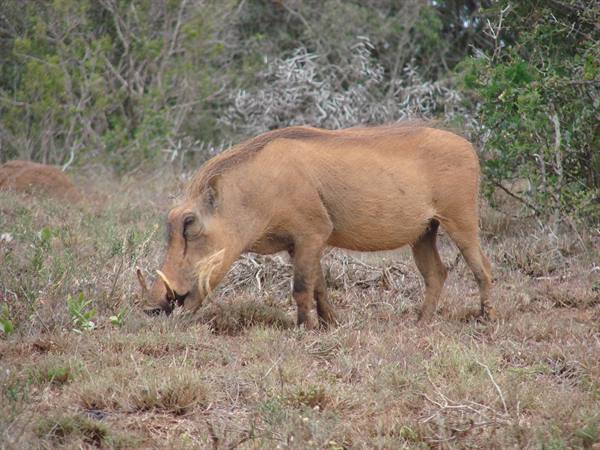 warthog