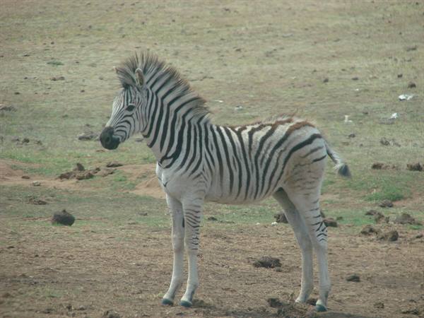 a baby zebra