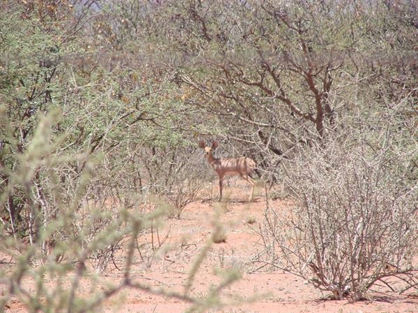 a baby steenbok