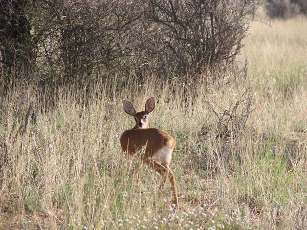 another steenbok inside the witsand nature reserve