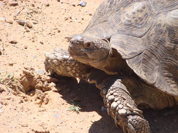 Giant tortoise walking on red sandy ground in bright sunlight