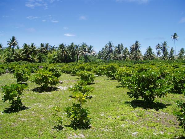 Tiare plantation