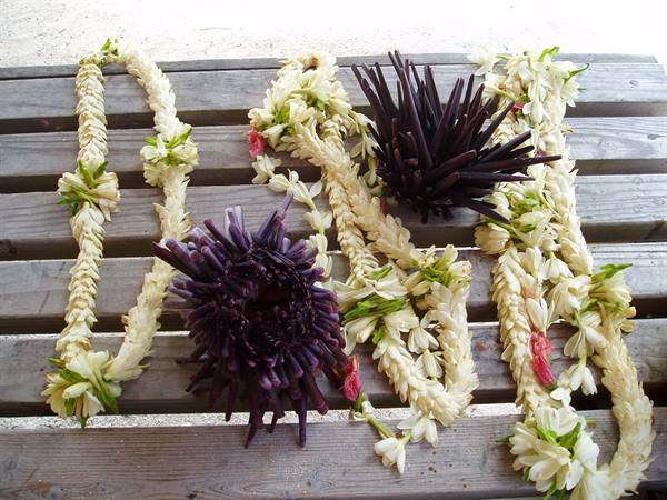 Giant sea urchins and welcome necklaces at the Tikehau Village