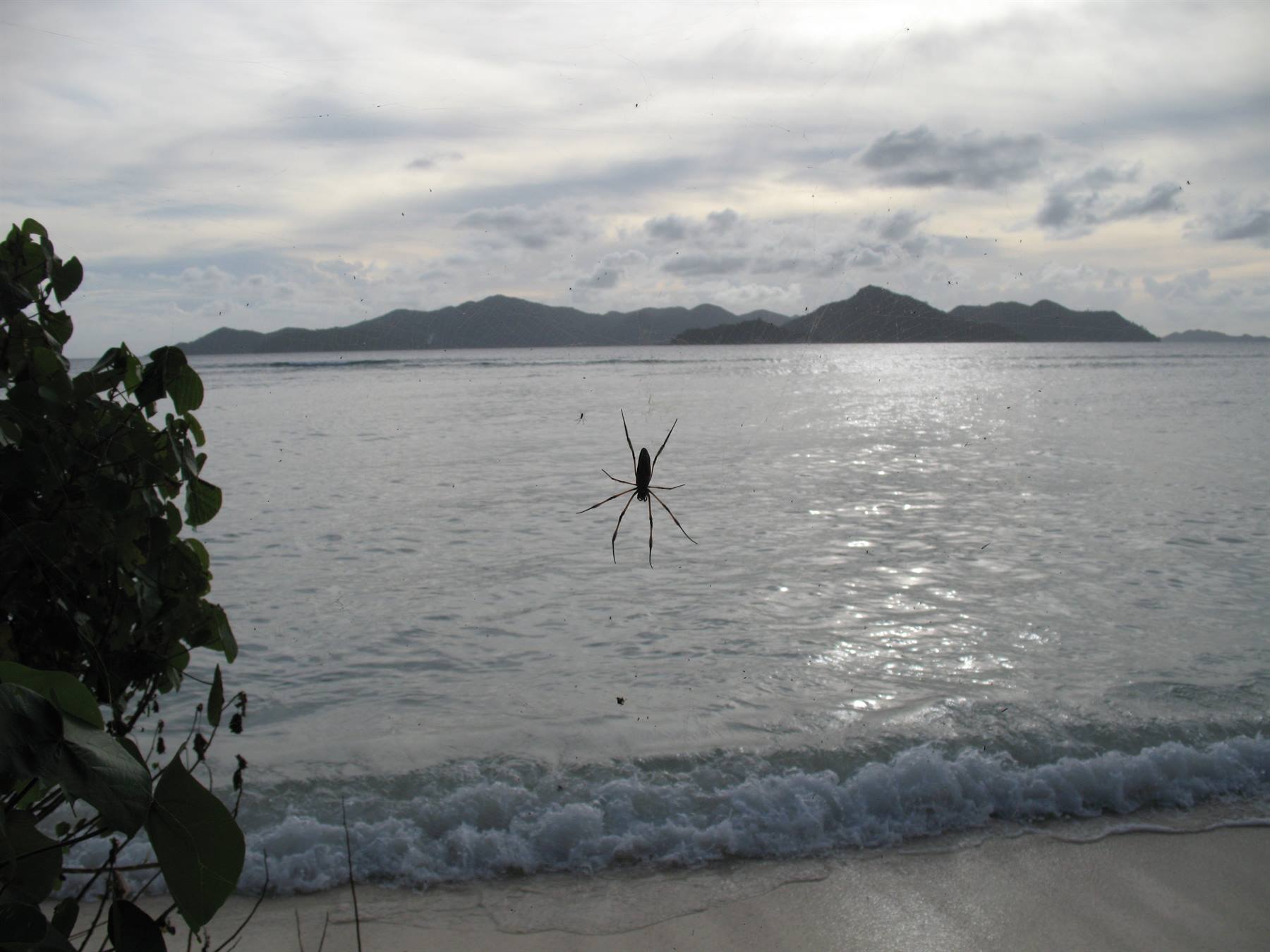 Anse la Reunion and the Giant spider
