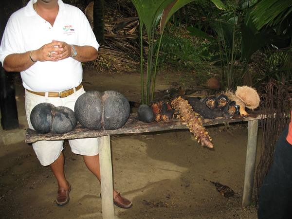 Praslin  - Vallee de Mai -  Coco de mer Male and Female