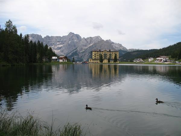 Ducks swim on Lake Misurina, grand yellow hotel and Dolomites reflected