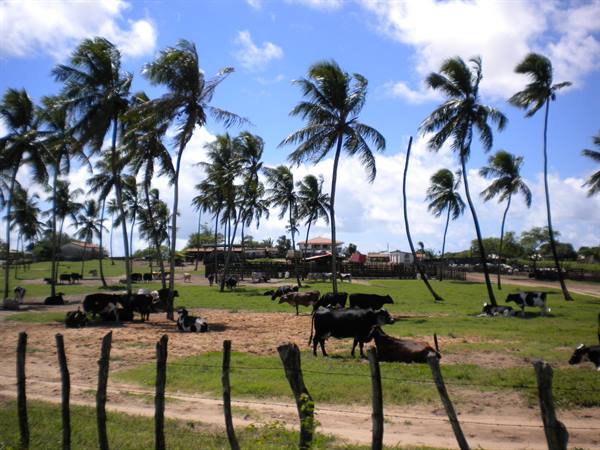 Cows grazing among palm trees and wooden fence, blue sky with clouds