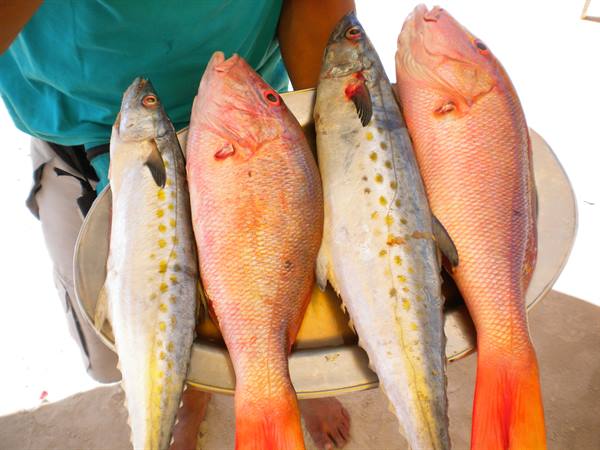 Freshly caught fish on metal tray, direct sunlight
