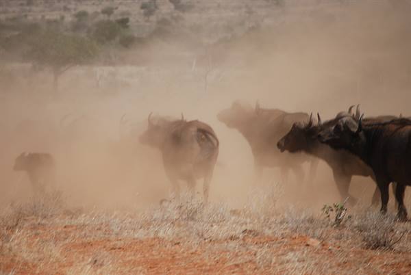 Herd of buffalo raising red dust in the dry savanna