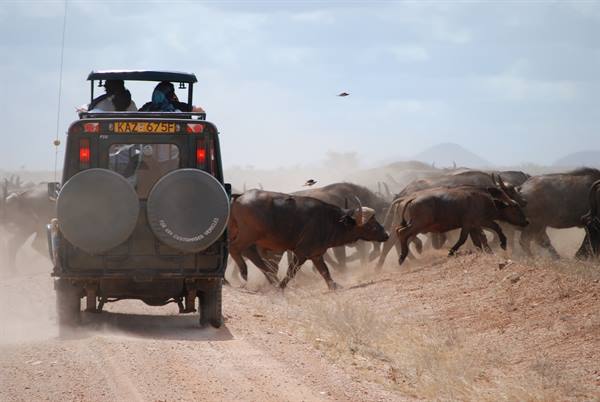 Safari jeep waiting among a buffalo herd on the dusty track