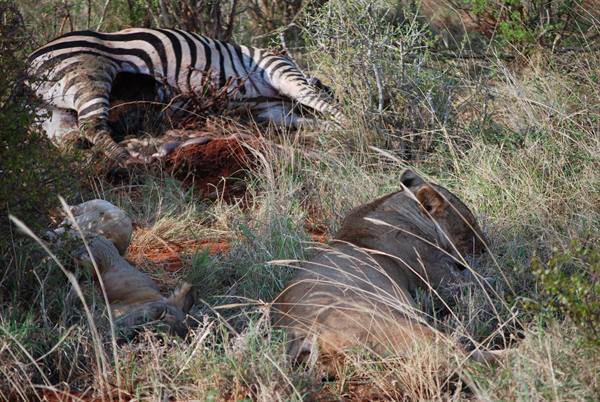 Lioness resting in dry grass beside a hunted zebra