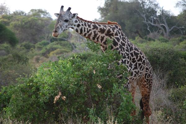 Giraffe browsing green bushes in the savanna