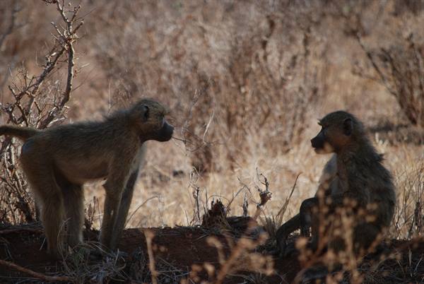 Two baboons facing each other among dry bushes in warm morning light