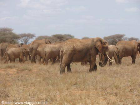 ELEPHANTS