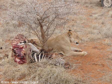 LIONESS