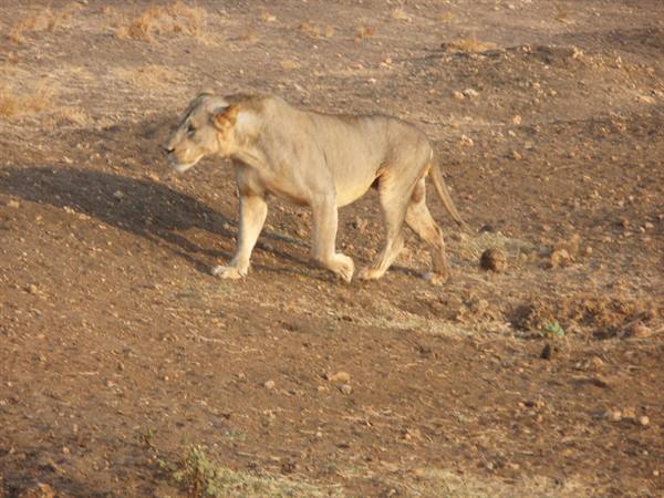 LION
