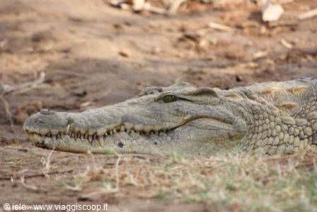 Tsavo - crocodile