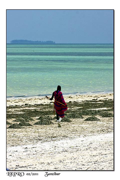 Maasai in red shuka with staff walking on Zanzibar beach