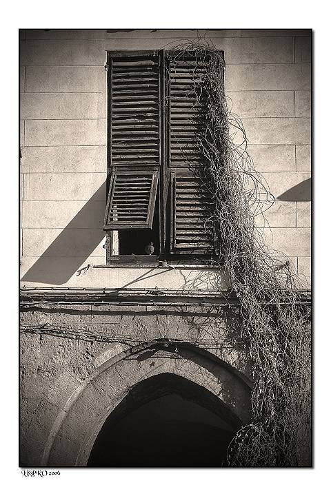 genoa glimpses