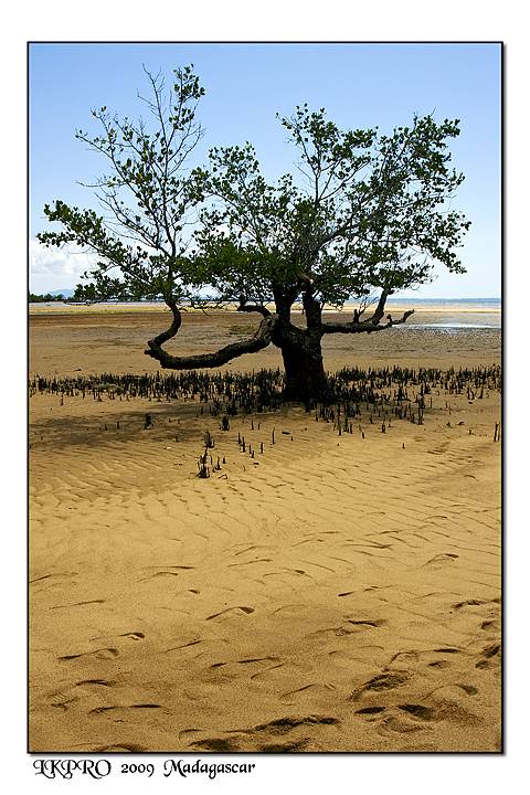  Details from Madagascar