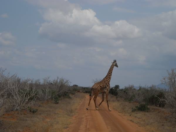 A giraffe crosses a red dirt road among dry bushes and clouds