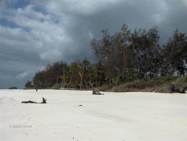 White sand beach with driftwood, palm trees under dark cloudy sky