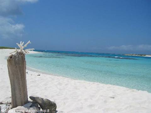 Driftwood trunk with coral on white sand and turquoise sea