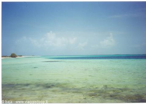 Clear turquoise water over light sand, beach with vegetation on the left