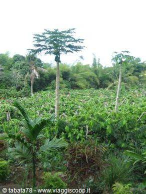 Island tour - ylang-ylang distillery -
