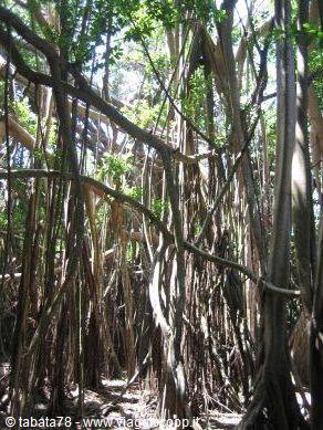 Island tour - sacred tree -