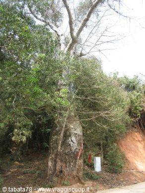 Island tour - baobab -