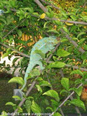 Coral Noir - chameleon -