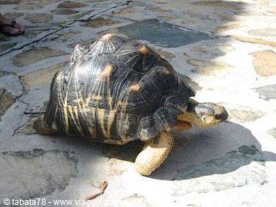 Coral Noir - turtle -